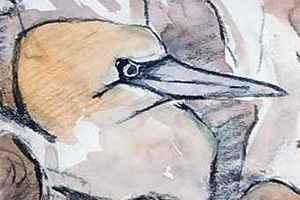 gannet